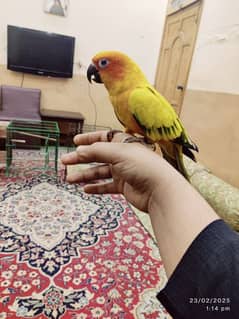 Sun conure pair