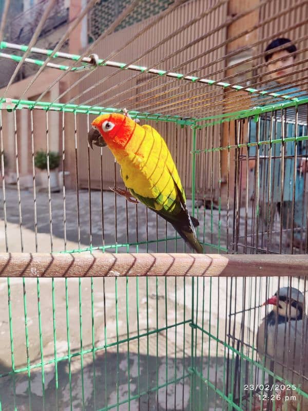 Sun conure pair 1