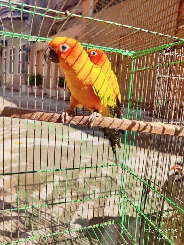 Sun conure pair 2