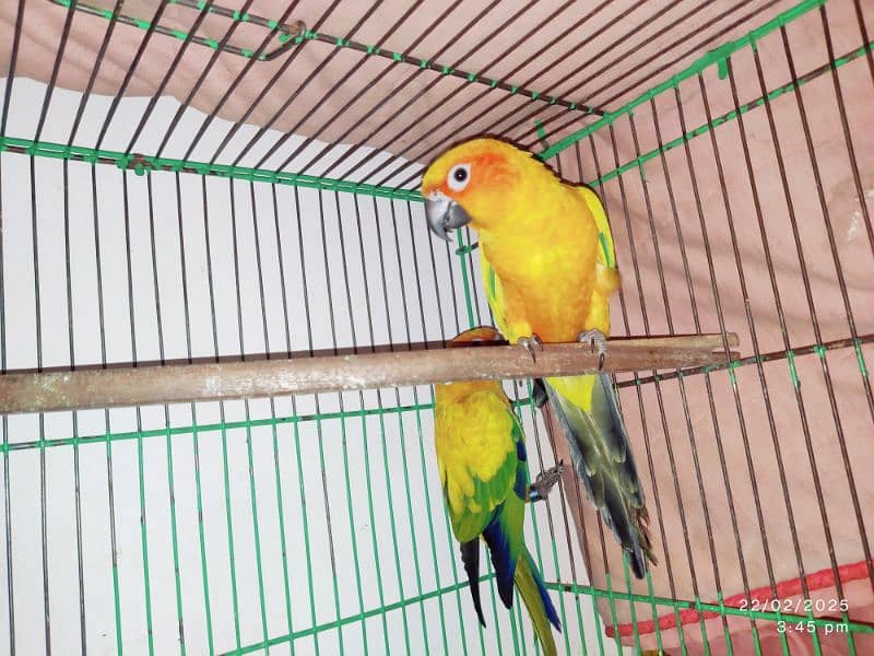 Sun conure pair 3