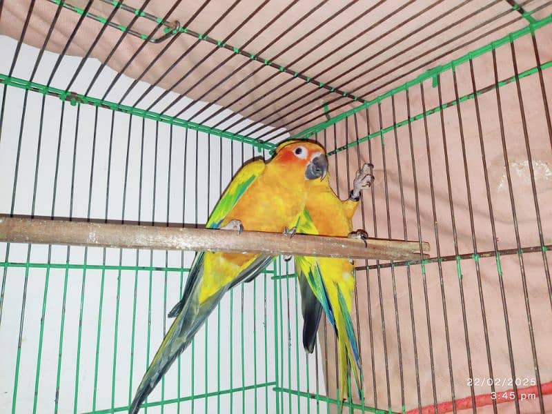 Sun conure pair 4