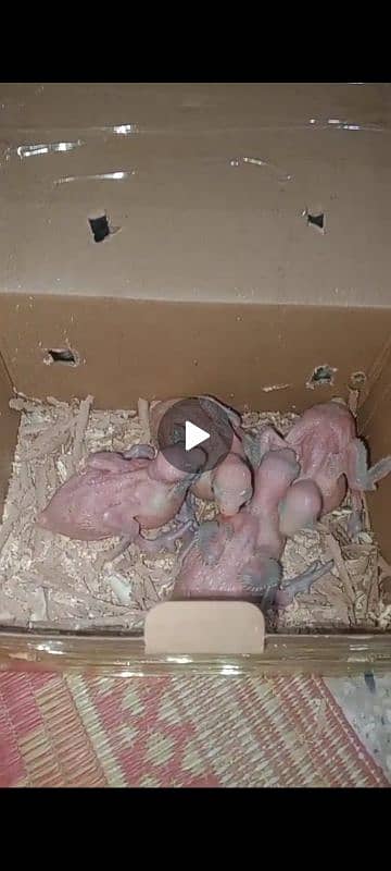 ringneck parrot chicks 0