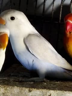 Mix Colour Love Birds, Lutino, parblue,Albino, opaline, Blue fisheries