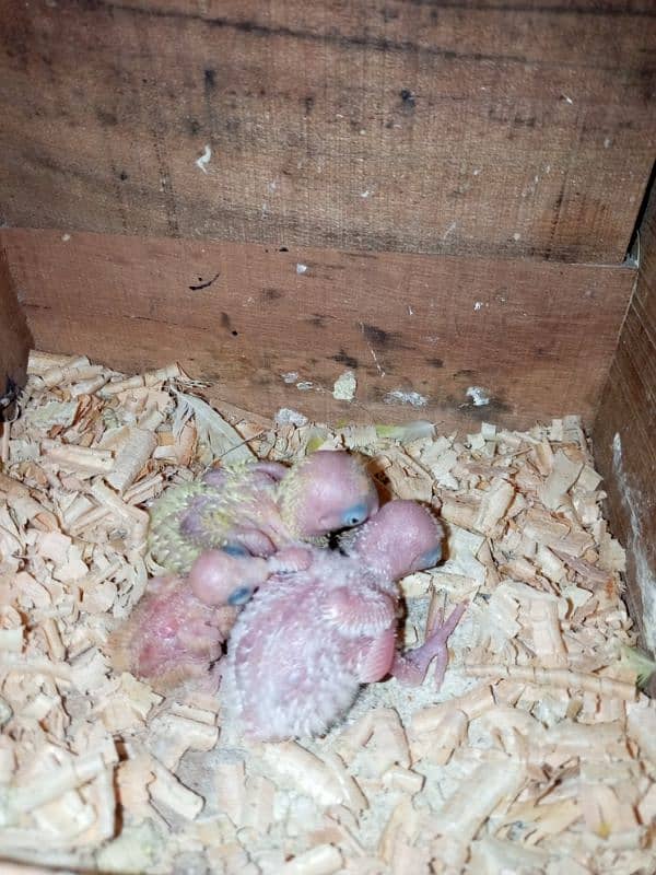 breeder pair with chicks 3