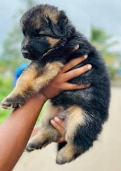 long coat German shepherd puppies available for new home