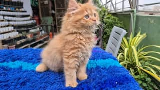 PERSIAN KITTEN For sale ONLY CONTACT WHATUP 03292450497