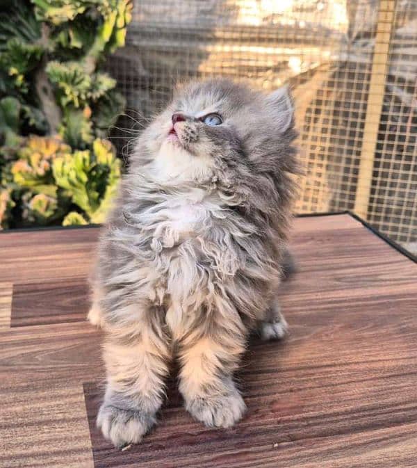 PERSIAN KITTEN For sale ONLY CONTACT WHATUP 03292450497 2