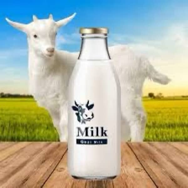 fresh goat milk 100% pure available in lahore 3