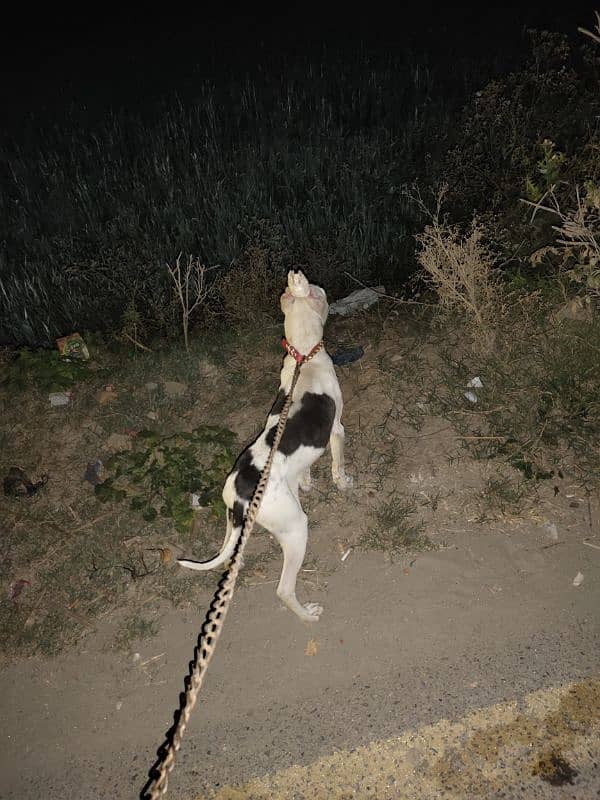 pitbull male puppy ya koi b achi breed k puppy sath exchange ho jay gi 1