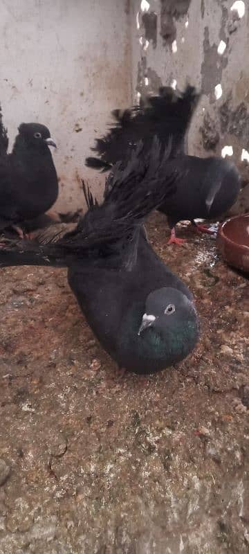 black kabootr 0