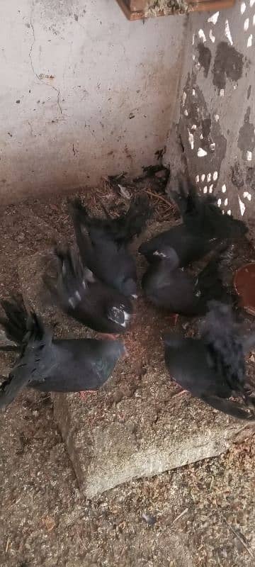 black kabootr 1