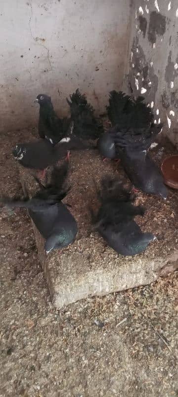 black kabootr 2