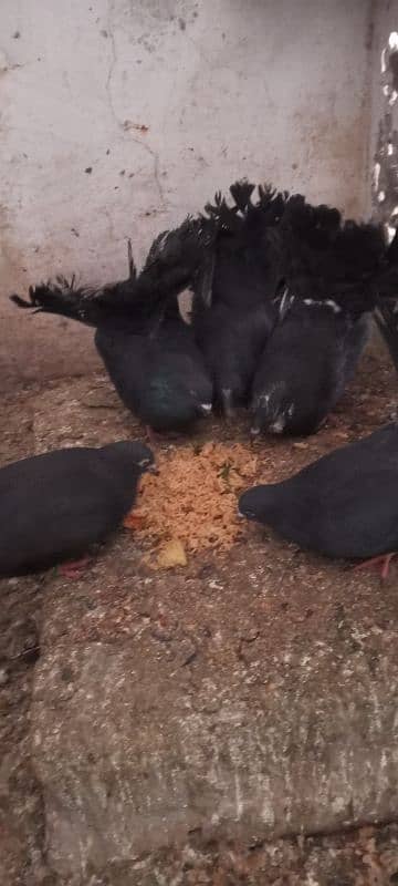 black kabootr 3