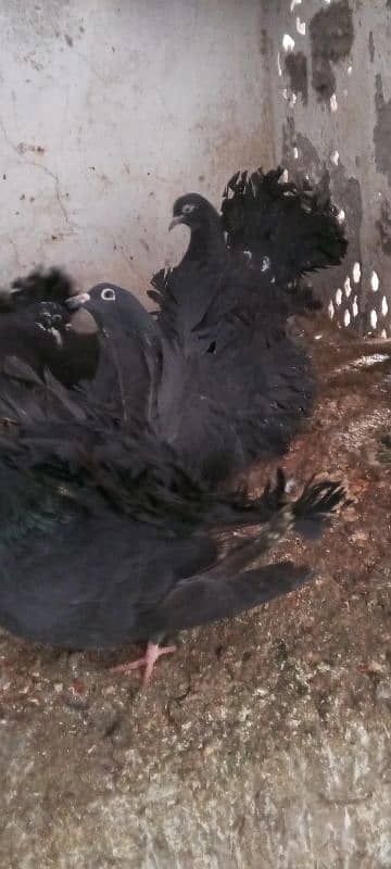 black kabootr 4