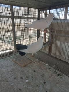 aseel hens available batar pigeons