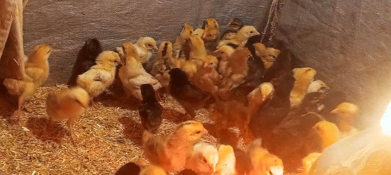 Golden Mirsi Chicks 0