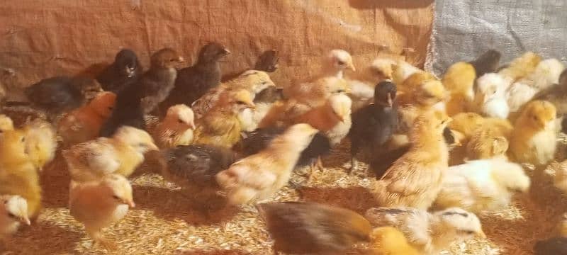 Golden Mirsi Chicks 1