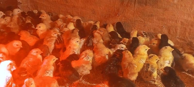 Golden Mirsi Chicks 2