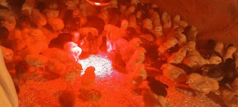 Golden Mirsi Chicks 3