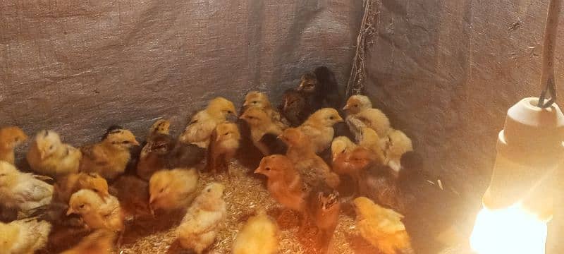 Golden Mirsi Chicks 4