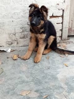 Gsd pink pedigree male for sale