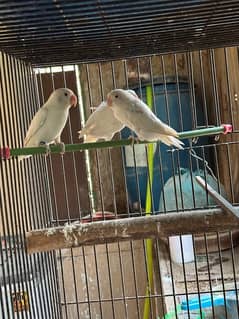 Albino Red eyes and Opaline breeder pairs