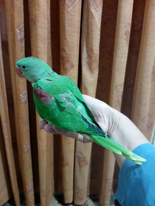 Alexandrine/ Pahari chick 0