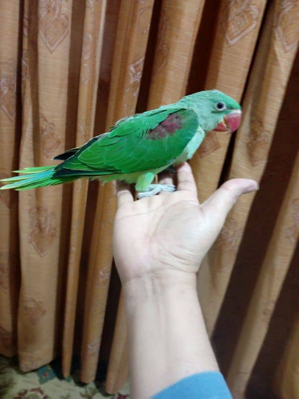 Alexandrine/ Pahari chick 1