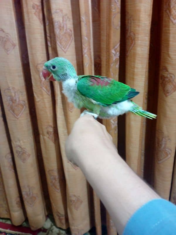 Alexandrine/ Pahari chick 2