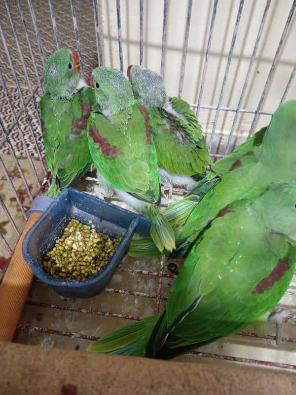 Alexandrine/ Pahari chick 3