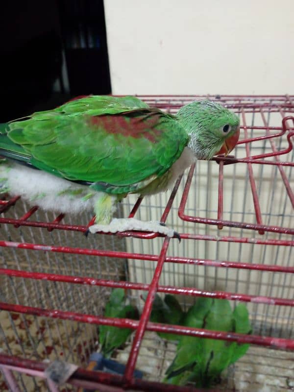 Alexandrine/ Pahari chick 4