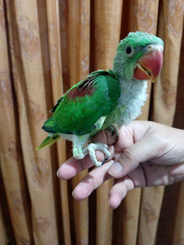 Alexandrine/ Pahari chick 7