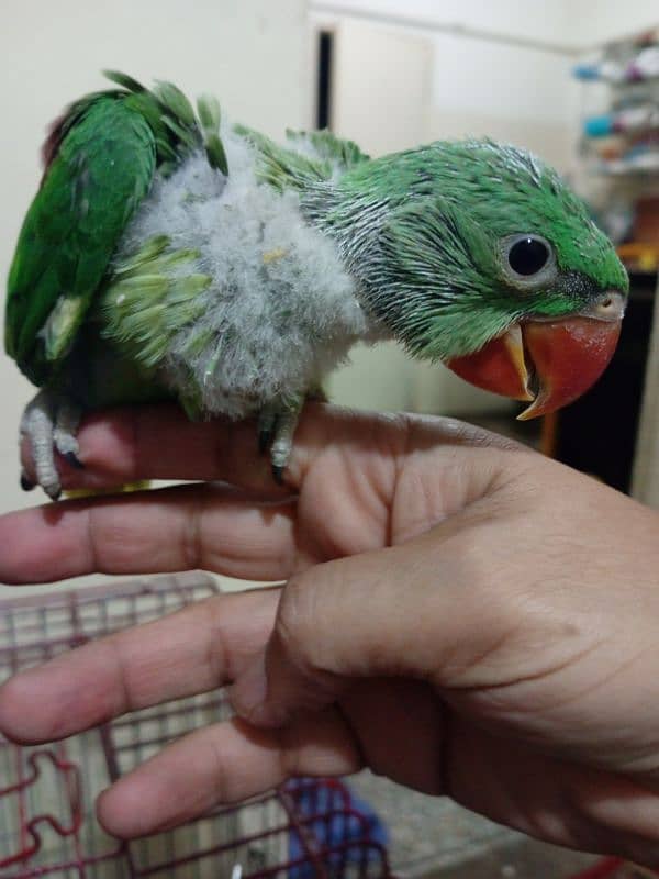 Alexandrine/ Pahari chick 8