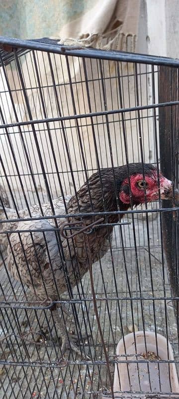 Ayam Cemani and aseel pairs for sale 1