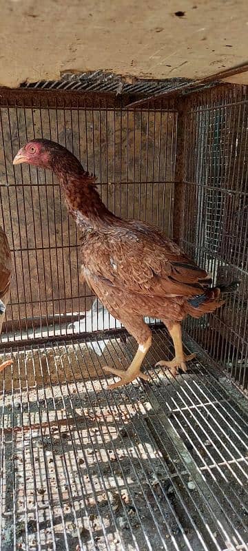 Ayam Cemani and aseel pairs for sale 4