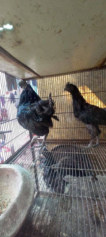 Ayam Cemani and aseel pairs for sale 5