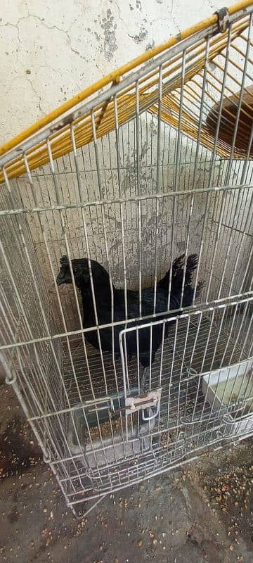 Ayam Cemani and aseel pairs for sale 8