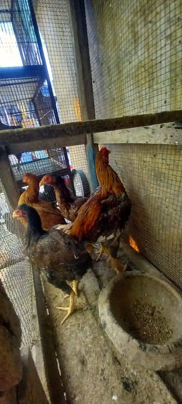 Ayam Cemani and aseel pairs for sale 10