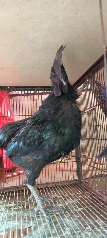 Ayam Cemani and aseel pairs for sale 12