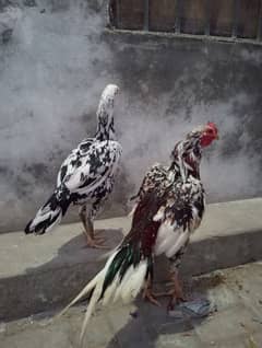 chena Aseeal  pair available