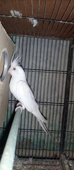 Eno white cockatiel pair