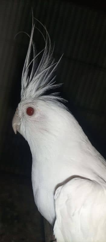 Eno white cockatiel pair 2