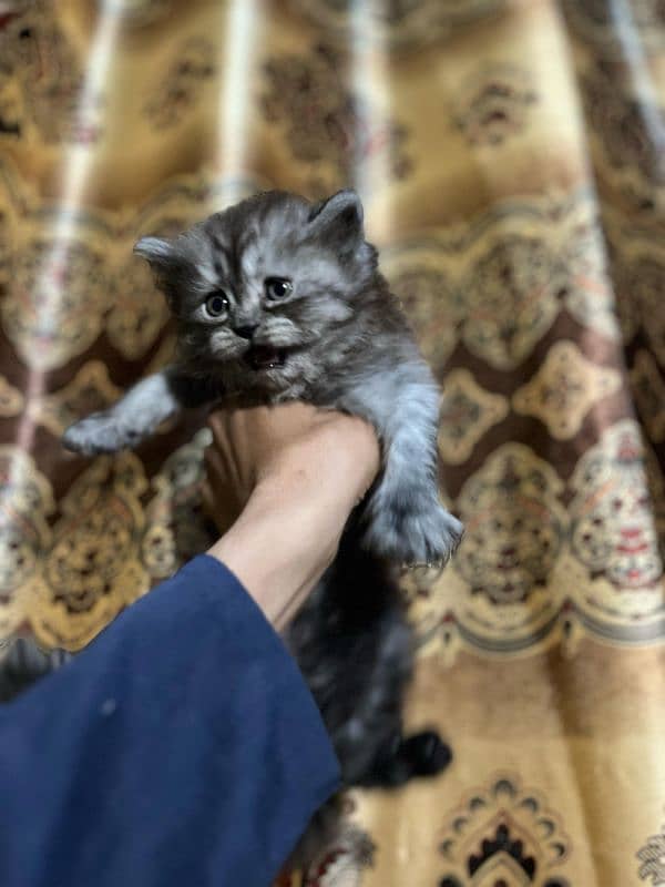 Persian punch face female kitten 3