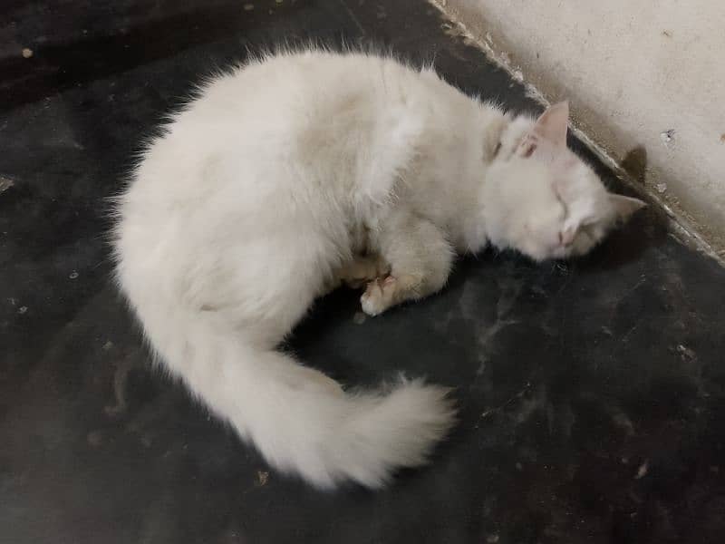 white persion cat03262647507 whtsa pp 2