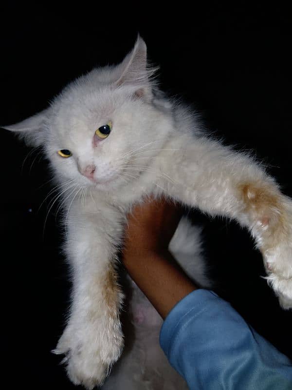 white persion cat03262647507 whtsa pp 4