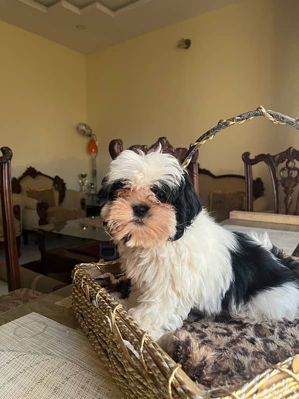 Shih tzu puppy looking for new home 1