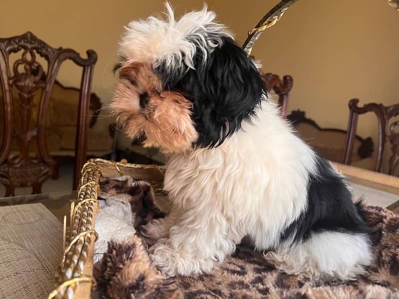 Shih tzu puppy looking for new home 2