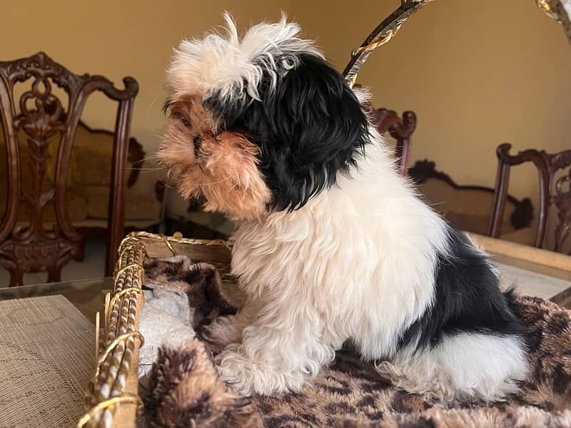 Shih tzu puppy looking for new home 3