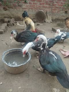 Muscovy ducks 2 pairs