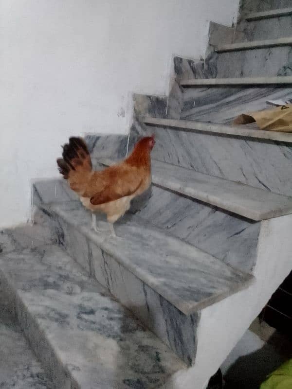 desi Misri hen egg laying hen 0